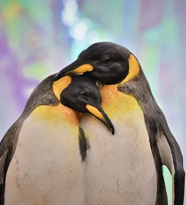 Сравнение полных геномов всех видов пингвинов помогло уточнить их  происхождение