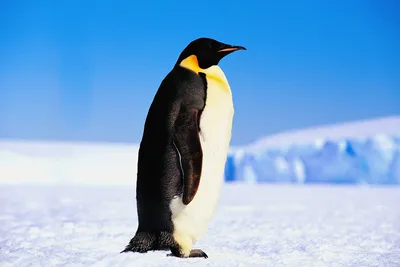 Почему у пингвинов костей в два раза меньше, чем у человека — Ferra.ru