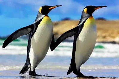 пингвин — Викисловарь