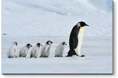 Ученый предсказал скорое исчезновение пингвинов в Антарктиде — 11.08.2020 —  В мире на РЕН ТВ