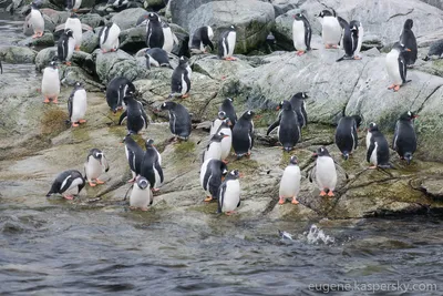 On penguin island / На острове пингвинов | Three species of … | Flickr