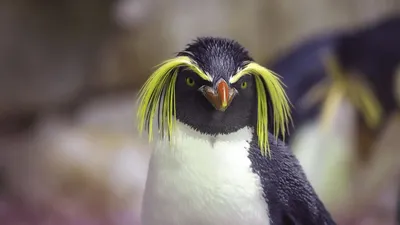 Все виды пингвинов в одной статье! Полюбуйтесь на этих уникальных птиц |  Восемь лап! | Дзен