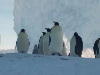 Селективная фокусировка двух пингвинов · Бесплатные стоковые фото