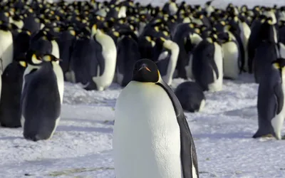 Почему пингвины не летают - Статьи и репортажи РГО