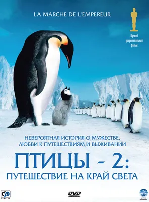 Пингвин – загадочная птица | 22.01.2023 | Архангельск - БезФормата