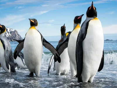 Колонию императорских пингвинов снял на видео полярник из Воронежа