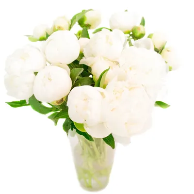 Купить нежные белые пионы в букете 15 шт по доступной цене с доставкой в  Москве и области в интернет-магазине Город Букетов