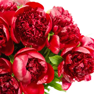 Купить красные пионы в Москве для подарка любимым и близким людям - Студио  Флористик