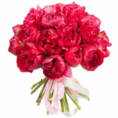 Букет из красных из пионов от 180 руб. шт - Купить розы дёшево Эквадор 80  руб. Доставка роз СПб 🌹SPBROSA