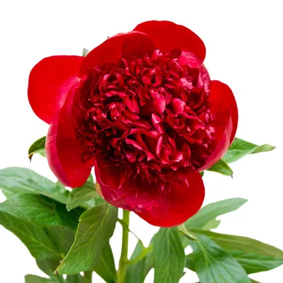 Цветы «Пионы красные» с доставкой