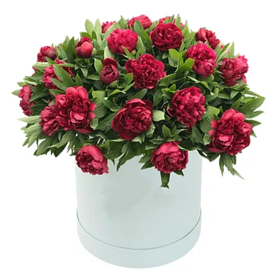 Скачать 1350x2400 пионы, цветы, букеты, розовый, красный обои, картинки  iphone 8+/7+/6s+/6+ for parallax | Пионы, Розовые пионы, Цветы