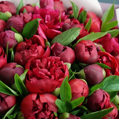 Купить букеты с красными пионами и розовой гортензией с доставкой по Москве  в день заказа.