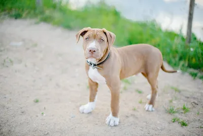 5 Types of Pit Bull Dog Breeds