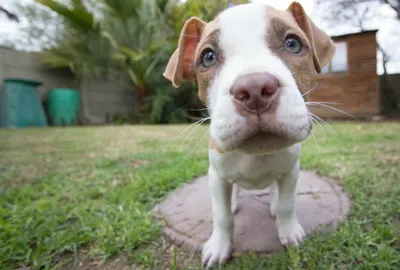 Pit Bull Puppies: Everything You Need to Know | The Dog People by Rover.com