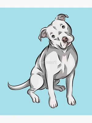 Cute White American Pitbull Terrier | Cartoon Dog\" Postcard for Sale by  shirinsart | Redbubble