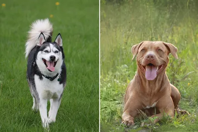 People Obsessed With Rare Pitbull and Husky Dog Mix: 'Where Can I Get One'