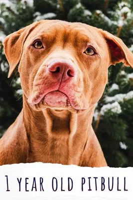 Red nose pitbull hi-res stock photography and images - Alamy