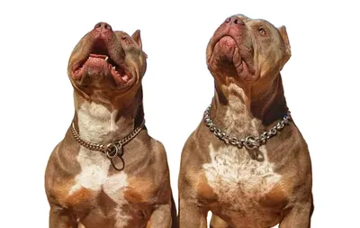 What is the best collar for a Pitbull? - Regal Dog