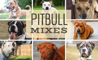 100+] Dog Pitbull Wallpapers | Wallpapers.com