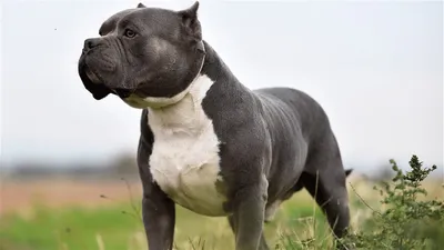 Stereotypes of Pitbulls | Creatures