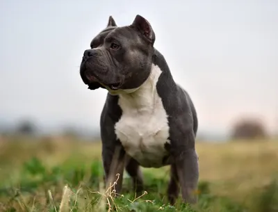 American Pit Bull Terrier Dog Breed Information and Characteristics