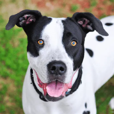 Black Pitbull Stock Photo - Download Image Now - Pit Bull Terrier, Dog,  Full - iStock