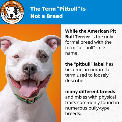 Pitbull Dog Breed Health, Training, Feeding, Puppies and Temperament -  PetGuide | PetGuide