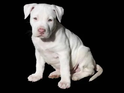 The Razor Edge Pitbull: The American Bully That May Be Perfect For you -  PawSafe