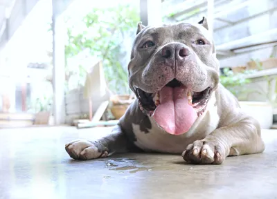 A cute pitbull with a happy smile 17396024 PNG