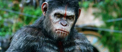 Новую «Планету обезьян» при содействии Disney снимет режиссёр «Бегущего в  лабиринте» Уэс Болл | GameMAG