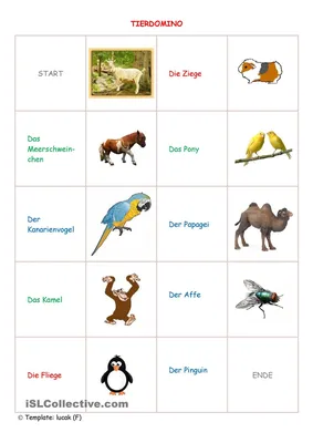 Блесните знаниями. Тест по теме животные:угадай животное по хвосту😉 |  ✨Fitness Brain✨ | Дзен