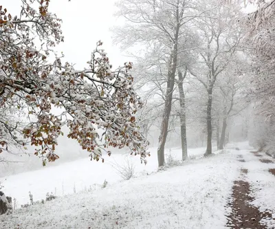 Зимой в Югру – за атмосферой, оленями, хаски, гастрономией и северным  сиянием | Ассоциация Туроператоров
