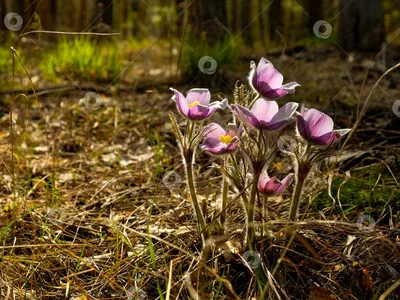 ФОТО | Первые цветы весны и лишайник: что можно сейчас встретить в весеннем  лесу? - Delfi RUS