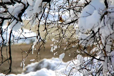 Погода в выходные: в Центральную Россию вернется снег и комфортная зима -  Новости Тулы и области - MySlo.ru