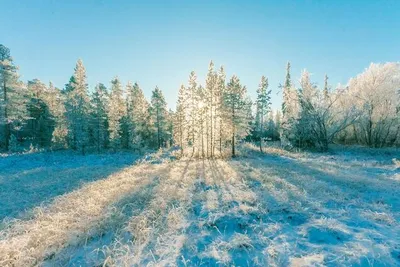 Прогноз погоды на зиму: температурные \"качели\" и снегопады