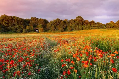 Пора полевых цветов | Узоры жизни | Дзен