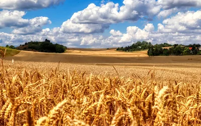 Весенний пейзаж, поле со всходами пшеницы, вдалеке видны дома, лес и другие  поля Stock Photo | Adobe Stock