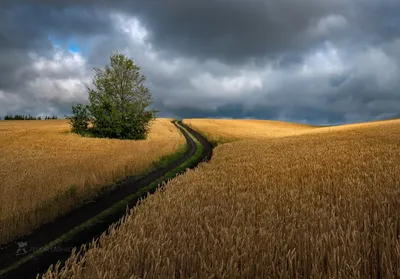 Картина пшеничного поля. Фотограф Лашков Фёдор