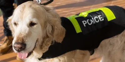 Четвероногие помощники полицейских: как живут и тренируются собаки на  службе МВД
