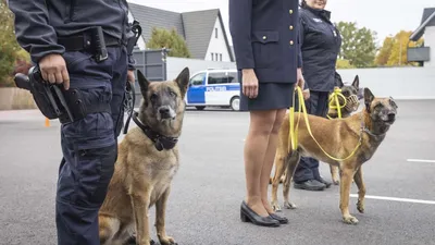 Полицейские собаки в России Иллюстрация штока - иллюстрации насчитывающей  тренировка, слово: 108222912