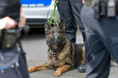 Животные на службе: как отбирают собак для работы в полиции | Ветеринария и  жизнь