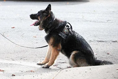 Четвероногие борцы с преступностью: где берут и как дрессируют собак для  службы в полиции Краснодара