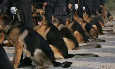 Финальный экзамен для немецких полицейских собак на сохранение спокойствия  перед кошкой (1987) | Пикабу