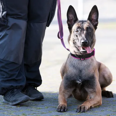 5 самых известных собак-полицейских