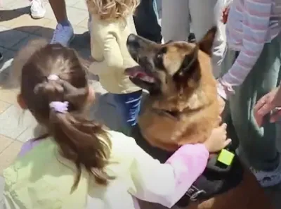Доберман – собака, выведенная для работы в полиции | Собаки |  Dogsacademy.ru | Дзен