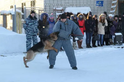 Конструктор Тренировка полицейских собак 60369 197 дет. LEGO City купить в  Новосибирске - интернет магазин Rich Family