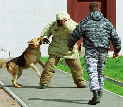 В США от работы отстранили полицейских собак | Видео | Известия | 13.08.2020