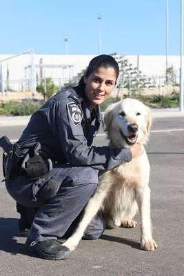 Шлейка профессиональная для полицейских собак малые размеры -  Интернет-магазин Dog60 - всё для собак