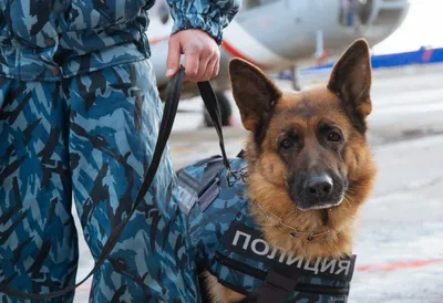 Skoda Kodiaq приспособили для перевозки полицейских собак — Motor
