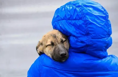 Каждый может подарить бездомным животным надежду и шанс на жизнь